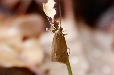<i>Diurnea lipsiella</i>