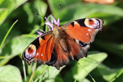 <i>Aglais io</i>