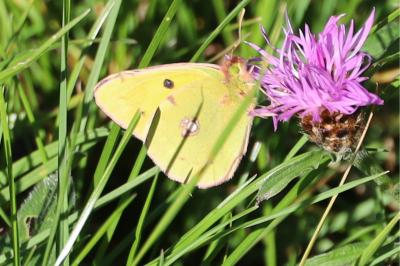 <i>Colias crocea</i>