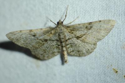 <i>Peribatodes rhomboidaria</i>