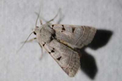 <i>Eugnorisma glareosa</i>