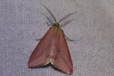 <i>Rhodometra sacraria</i>