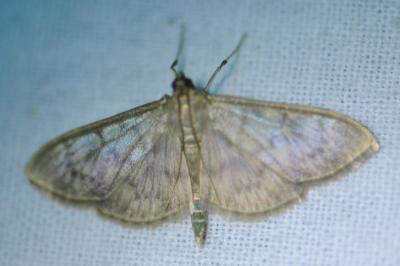 <i>Patania ruralis</i>