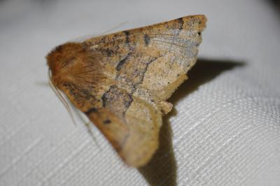 <i>Crocallis tusciaria</i>
