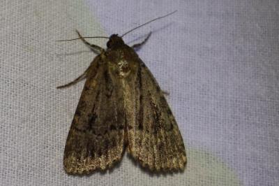<i>Amphipyra pyramidea</i>