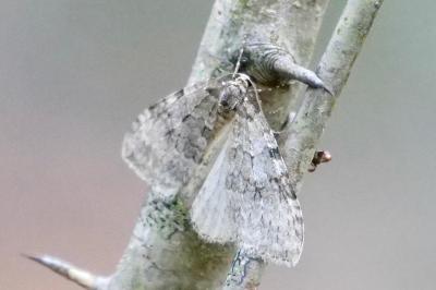 <i>Epirrita</i>