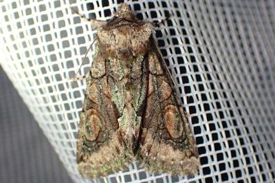 <i>Allophyes oxyacanthae</i>