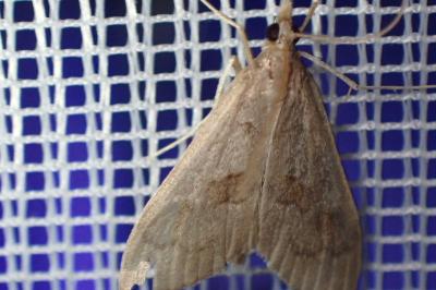 <i>Mecyna asinalis</i>