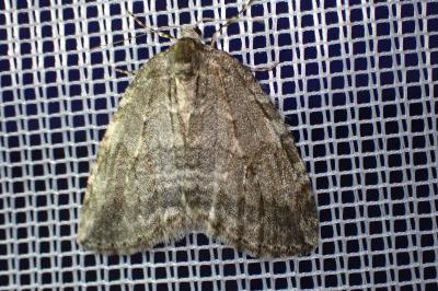 <i>Epirrita</i>