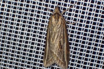 <i>Chesias legatella</i>