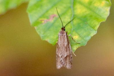 <i>Diurnea lipsiella</i>