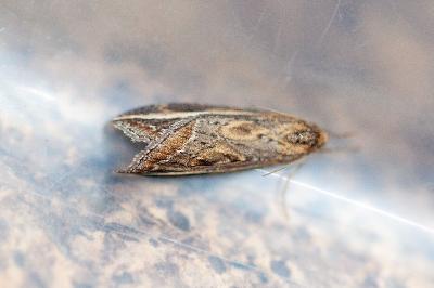 <i>Chesias legatella</i>