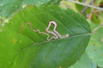 <i>Stigmella aurella</i>