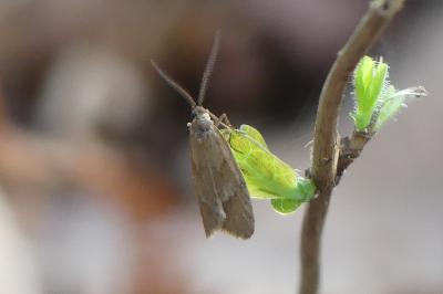 <i>Diurnea lipsiella</i>