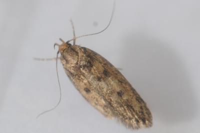 <i>Hofmannophila pseudospretella</i>