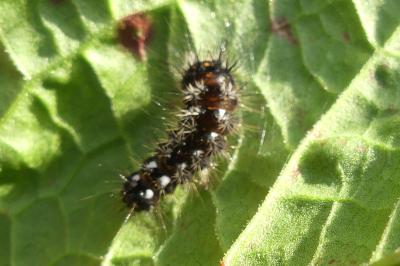 <i>Acronicta rumicis</i>