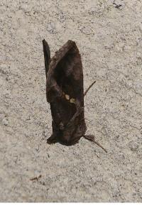 <i>Chrysodeixis chalcites</i>