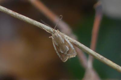 <i>Diurnea lipsiella</i>