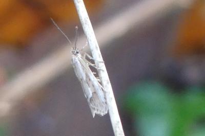<i>Diurnea lipsiella</i>