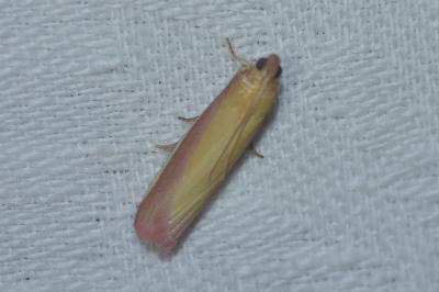 <i>Oncocera semirubella</i>
