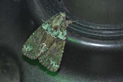 <i>Cryphia algae</i>
