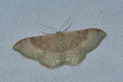 <i>Idaea degeneraria</i>