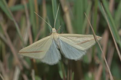 <i>Rhodometra sacraria</i>