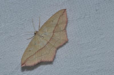 <i>Timandra comae</i>