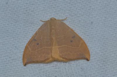 <i>Watsonalla binaria</i>