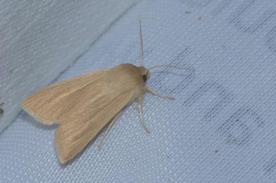 <i>Mythimna pallens</i>
