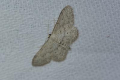 <i>Idaea seriata</i>