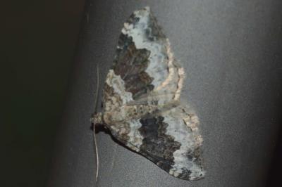 <i>Epirrhoe galiata</i>