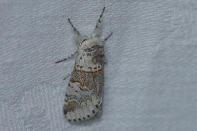 <i>Furcula furcula</i>