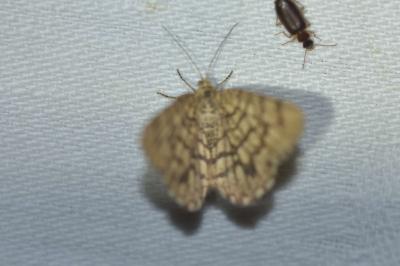 <i>Chiasmia clathrata</i>