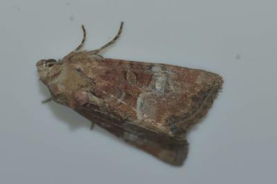 <i>Mesoligia furuncula</i>