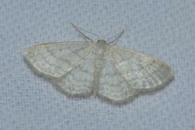 <i>Idaea subsericeata</i>