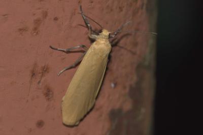 <i>Wittia sororcula</i>