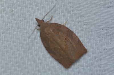 <i>Pandemis heparana</i>
