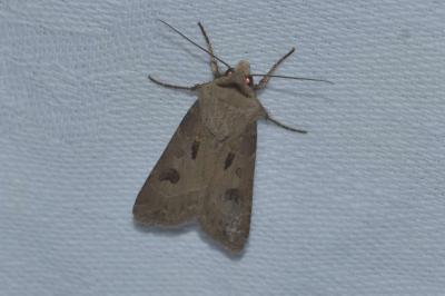 <i>Agrotis exclamationis</i>