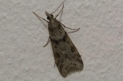 <i>Eudonia angustea</i>