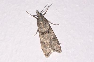<i>Eudonia angustea</i>