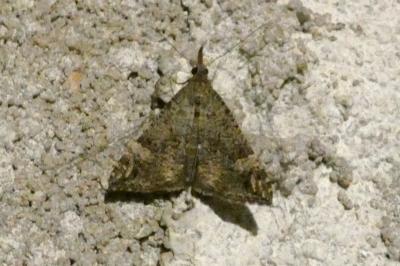 <i>Hypena obsitalis</i>