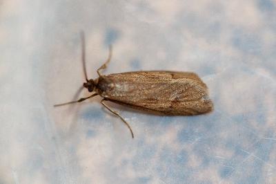 <i>Diurnea lipsiella</i>