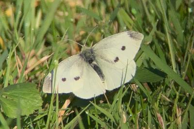 <i>Pieris rapae</i>