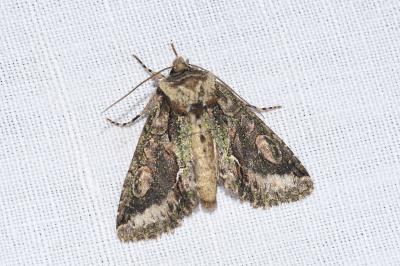 <i>Allophyes oxyacanthae</i>