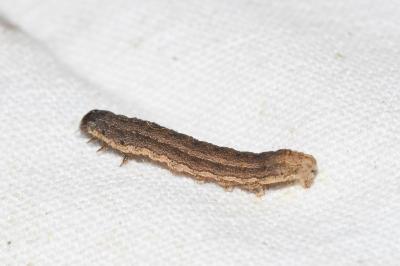 <i>Proxenus hospes</i>