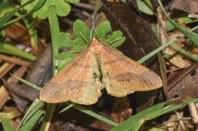 <i>Phigaliohybernia aurantiaria</i>