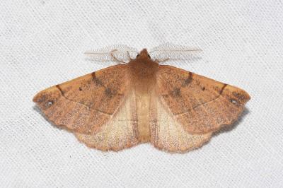 <i>Colotois pennaria</i>