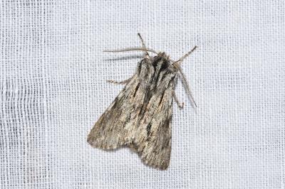 <i>Asteroscopus sphinx</i>