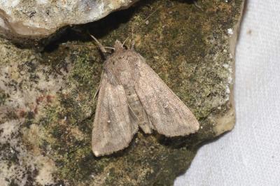 <i>Mythimna albipuncta</i>